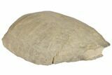 Fossil Tortoise (Testudo) Shell - South Dakota #192123-3